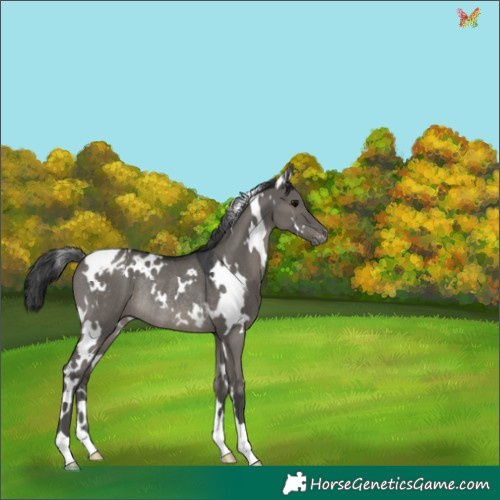 Horse Color:White Spotted Grullo Appaloosa Rabicano