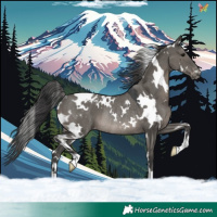Horse Color:White Spotted Grullo Appaloosa Rabicano 