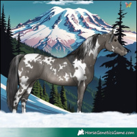 Horse Color:White Spotted Grullo Appaloosa Rabicano