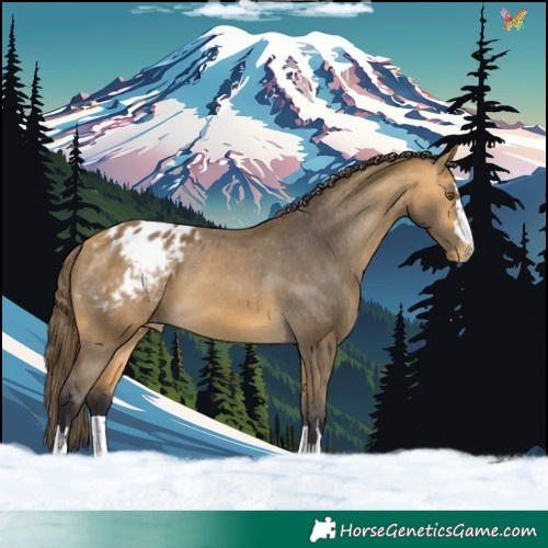 Horse Color:Buckskin Appaloosa 