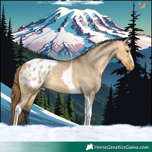 Horse Color:Buckskin Dun Tobiano Appaloosa 