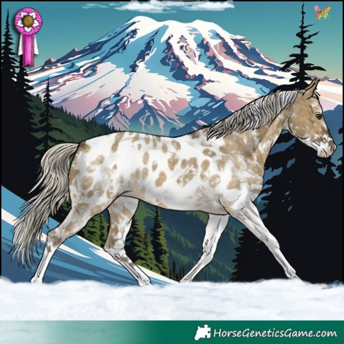 Horse Color:White Spotted Silver Buckskin Dun Appaloosa
