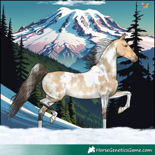 Horse Color:White Spotted Buckskin Dun Rabicano 