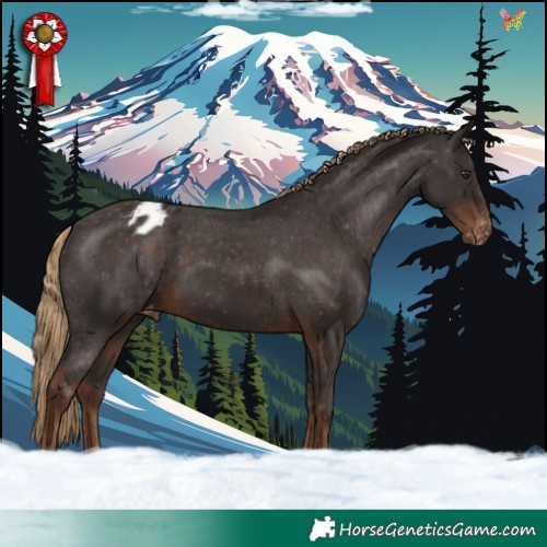 Horse Color:Liver Chestnut Appaloosa 