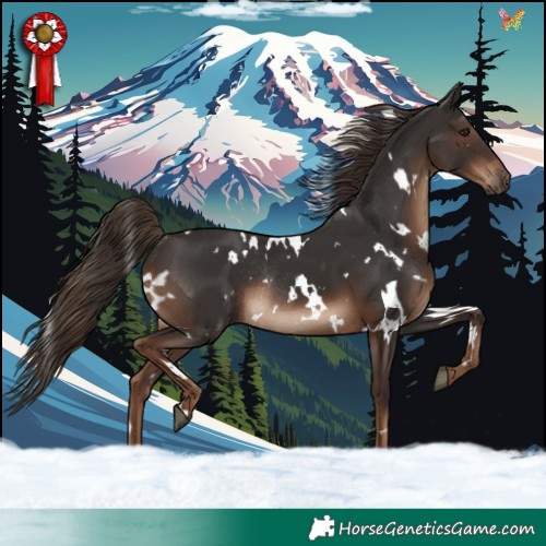 Horse Color:White Spotted Liver Chestnut Rabicano 
