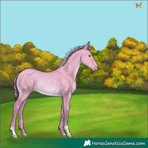 Horse Color:Watercolor Gold Champagne Dun Rabicano 