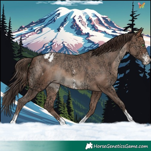 Horse Color:Sable Champagne Ice Sabino Varnish Rabicano 