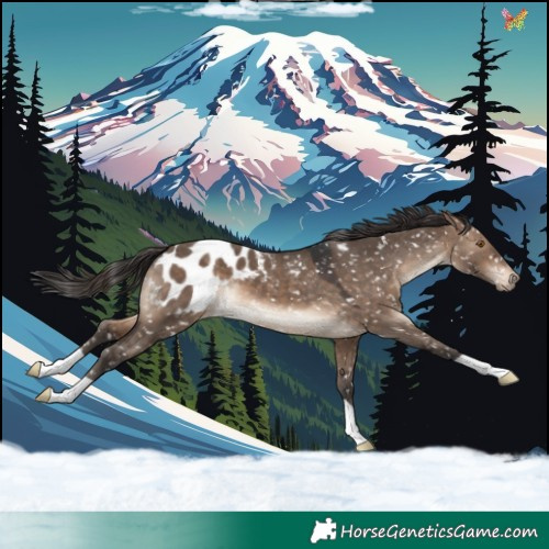 Horse Color:Brown Dun Appaloosa 