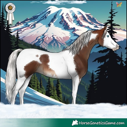 Horse Color:Silver Bay Splash Tobiano 