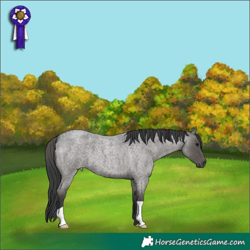 Horse Color:Blue Roan 