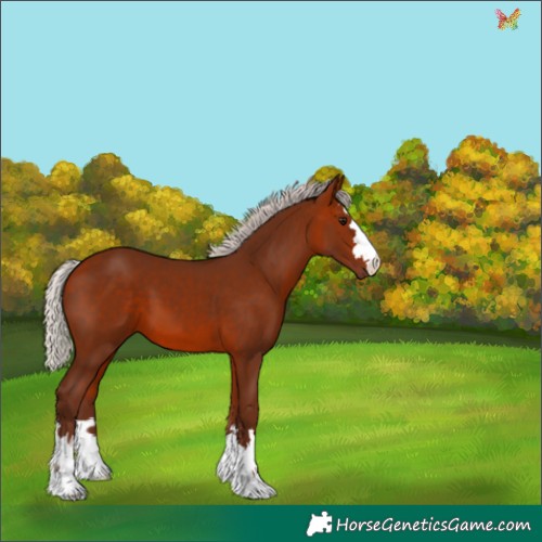 Horse Color:Silver Bay