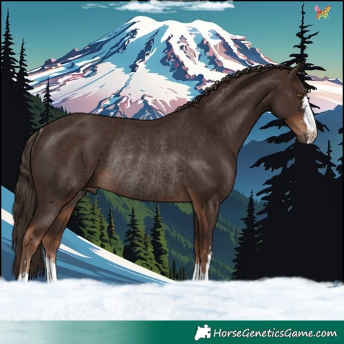 Horse Color:Liver Chestnut Rabicano 