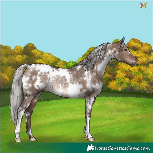 Horse Color:White Spotted Silver Brown Dun Mushroom Rabicano 
