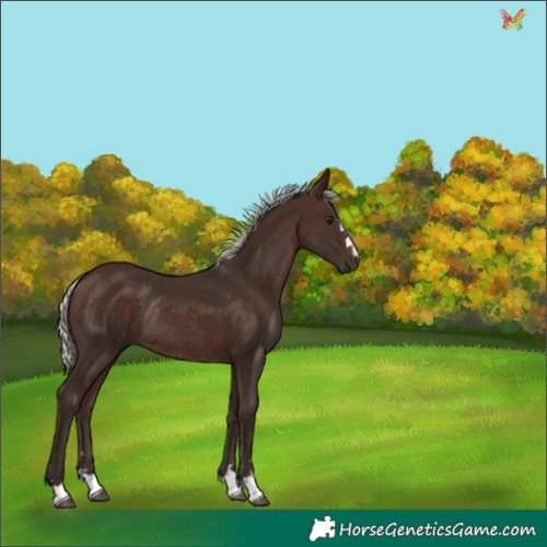 Horse Color:Silver Bay Rabicano 