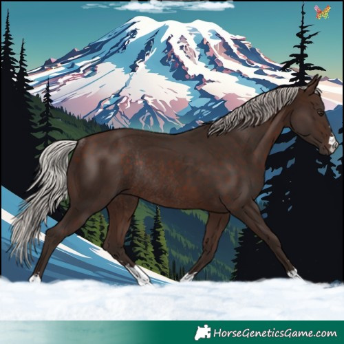 Horse Color:Silver Bay Rabicano 