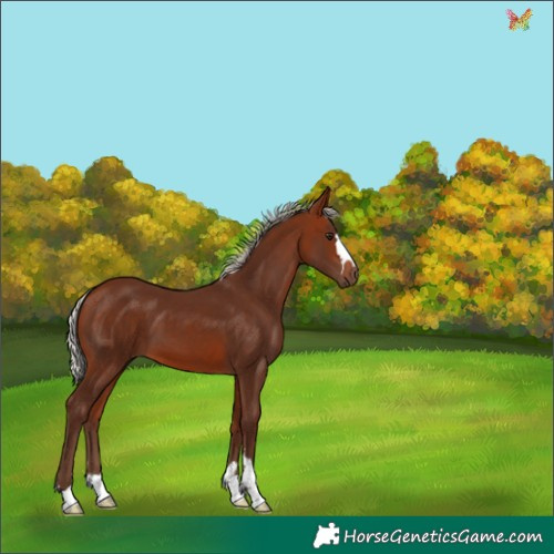 Horse Color:Silver Bay 