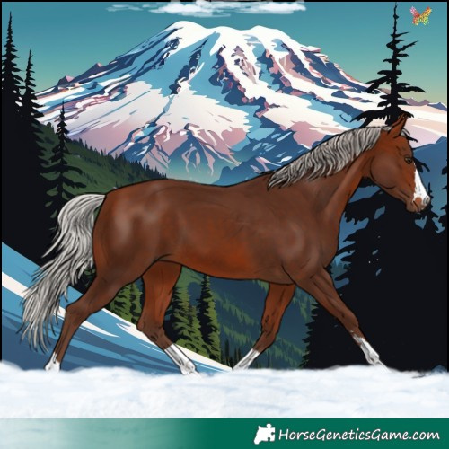 Horse Color:Silver Bay 
