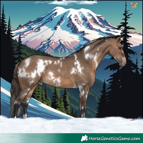 Horse Color:White Spotted Brown Dun Varnish 