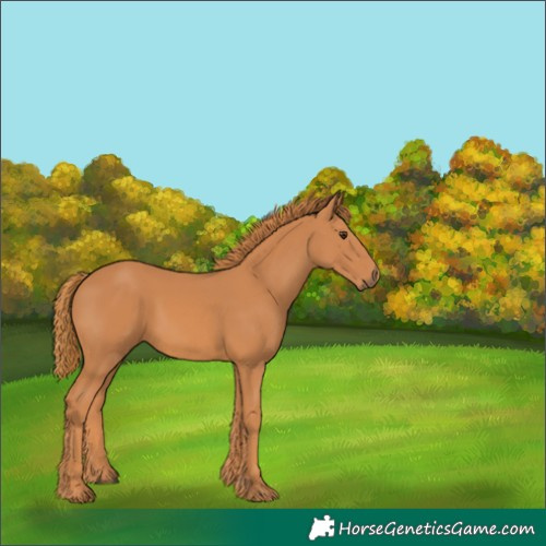 Horse Color:Unknown 