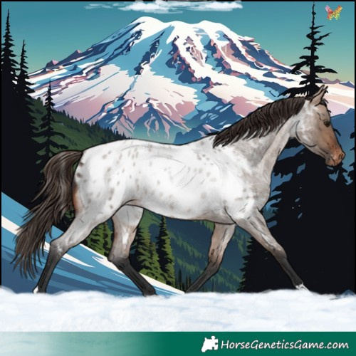 Horse Color:Bay Roan Dun Appaloosa Rabicano