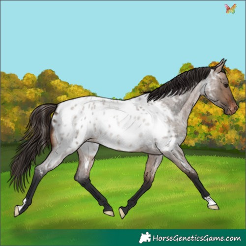 Horse Color:Bay Roan Dun Appaloosa Rabicano 