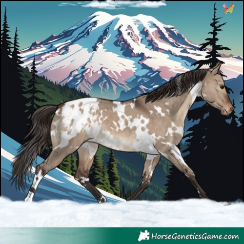 Horse Color:White Spotted Brown Dun Appaloosa 