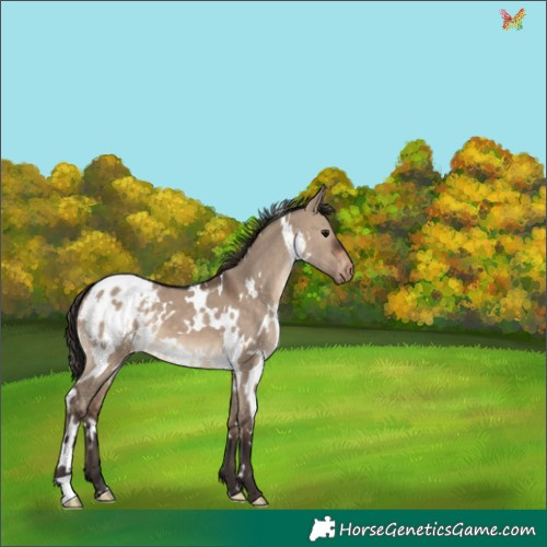 Horse Color:White Spotted Brown Dun Appaloosa