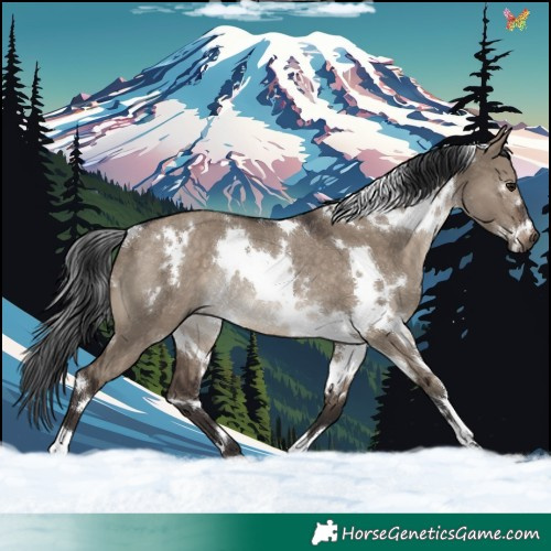 Horse Color:White Spotted Brown Dun Rabicano 
