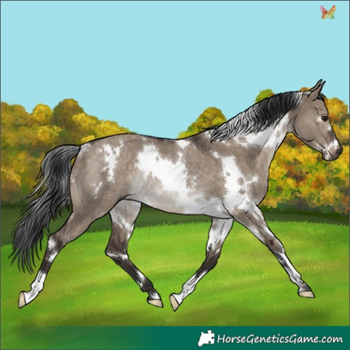 Horse Color:White Spotted Brown Dun Rabicano 