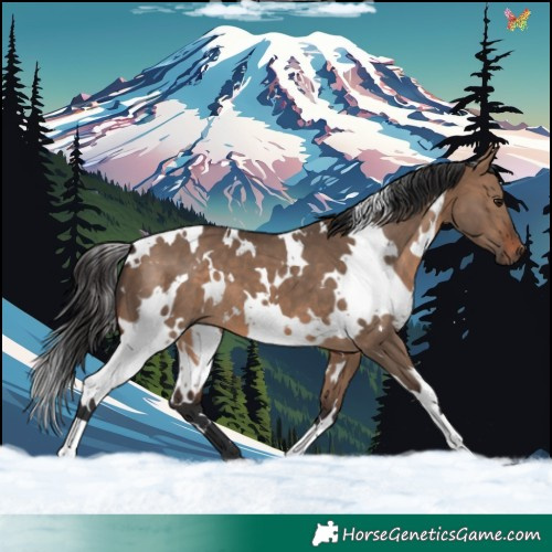 Horse Color:White Spotted Brown Dun 