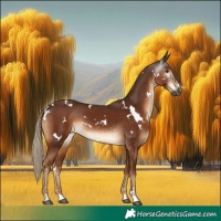 Horse Color:Gray White Spotted Chestnut