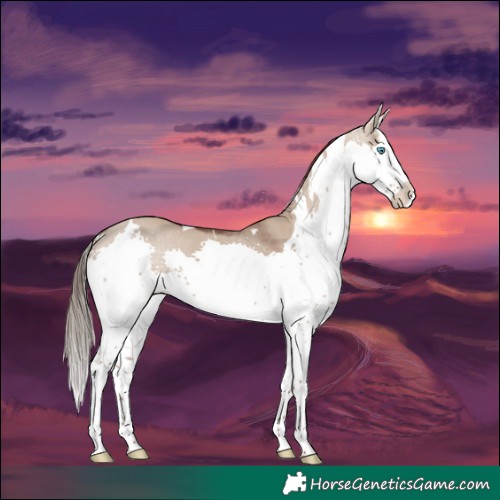 Horse Color:White Spotted Liver Red Dun Splash 