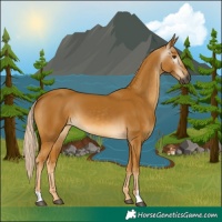 Horse Color:Gray Palomino