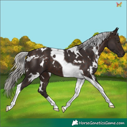 Horse Color:White Spotted Silver Brown Tobiano 