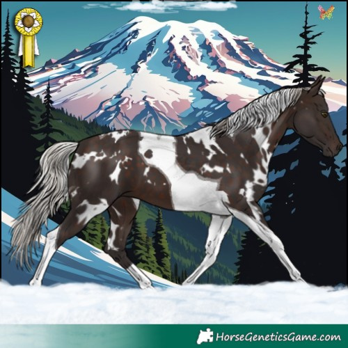 Horse Color:White Spotted Silver Brown Tobiano 