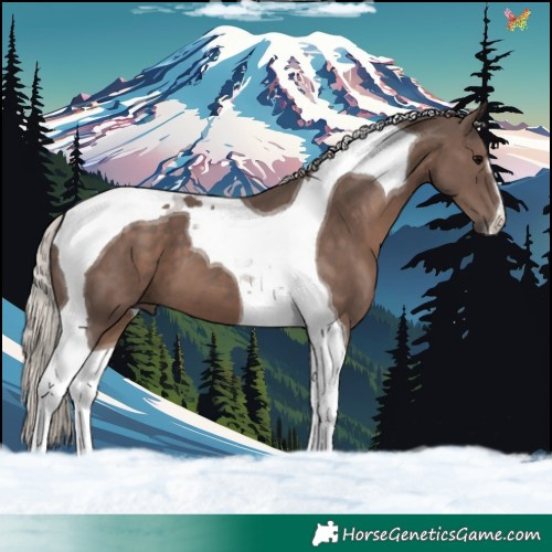 Horse Color:Silver Black Tobiano 