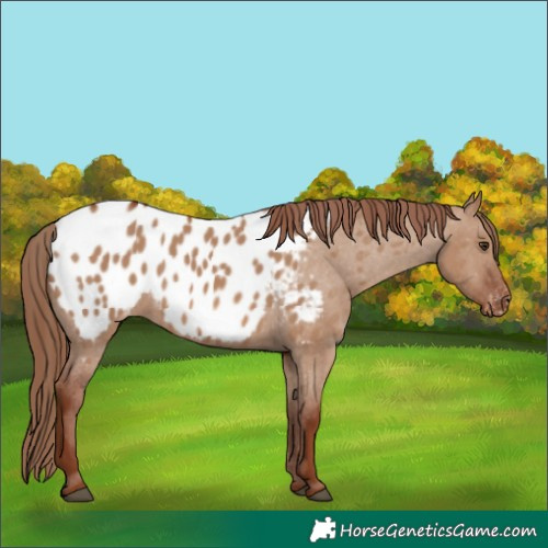 Horse Color:Red Dun Appaloosa