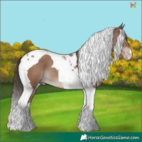 Horse Color:Classic Champagne Tobiano