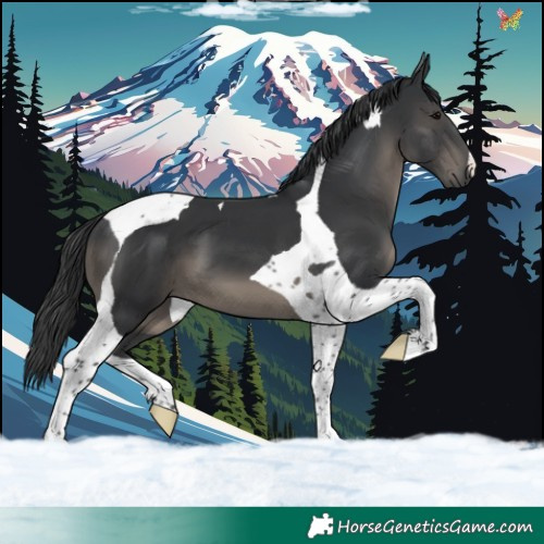 Horse Color:Black Tobiano 