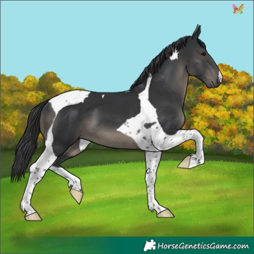 Horse Color:Black Tobiano