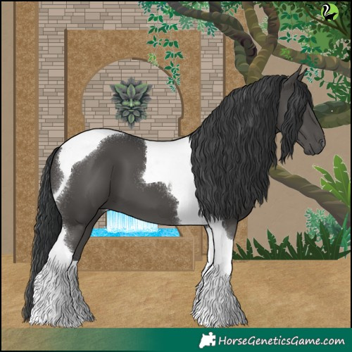 Horse Color:Black Tobiano 