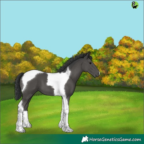 Horse Color:Black Tobiano 