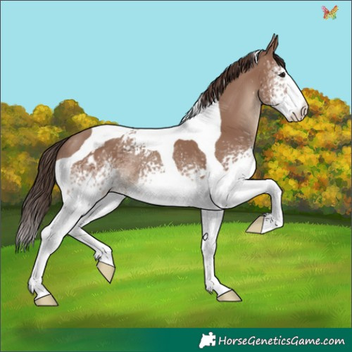 Horse Color:White Spotted Classic Champagne Tobiano Appaloosa
