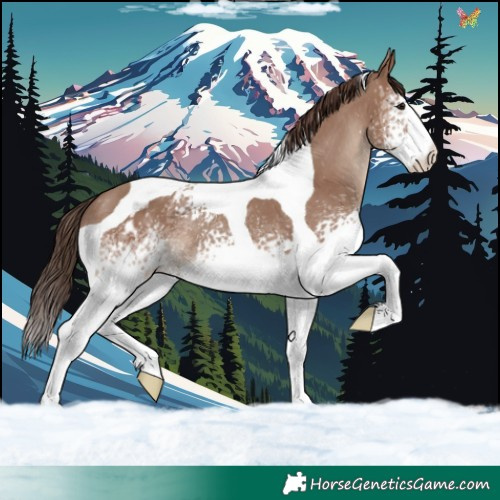 Horse Color:White Spotted Classic Champagne Tobiano Appaloosa 