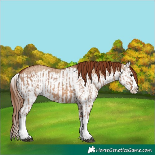 Horse Color:Red Dun Splash  and Red Dun Splash 