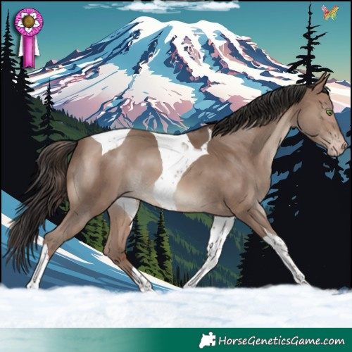 Horse Color:Sable Champagne Tobiano 