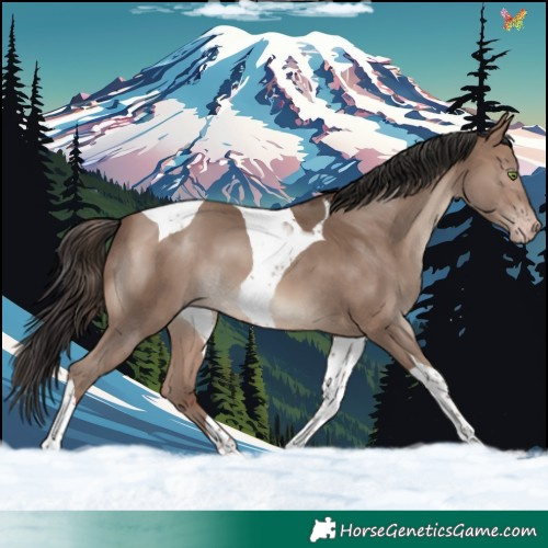 Horse Color:Sable Champagne Tobiano 