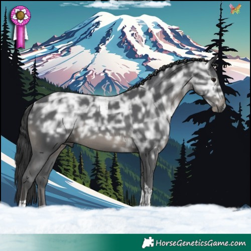 Horse Color:Black Ice Tobiano 