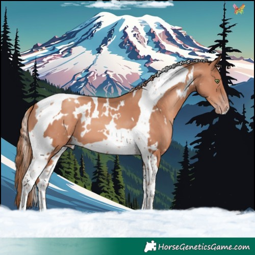 Horse Color:White Spotted Gold Champagne Tobiano 