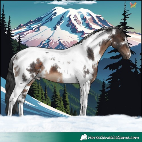 Horse Color:White Spotted Brown Tobiano 